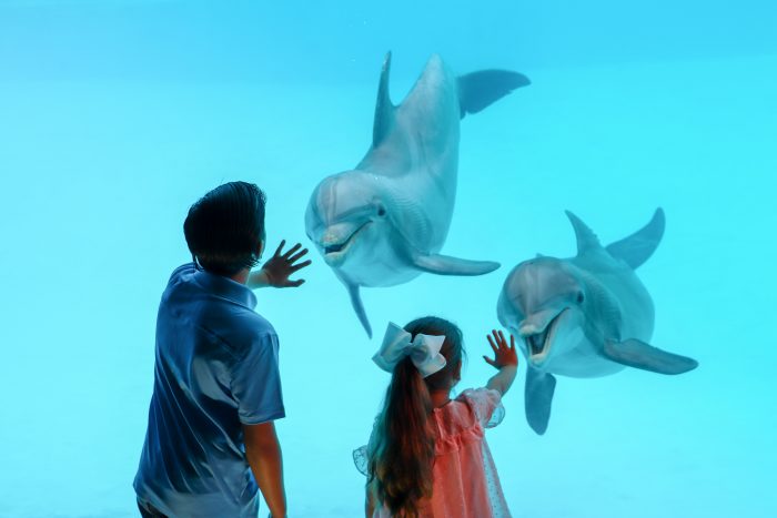 Guests interact with dolphins in underwater view