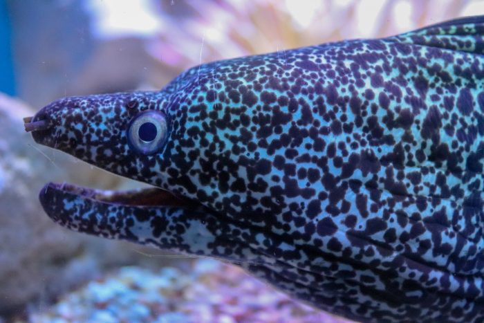 Spotted moray eel