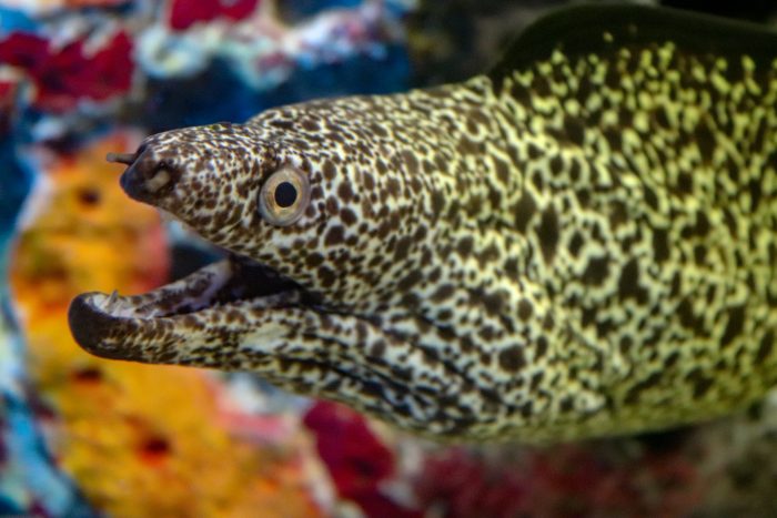 Spotted moray eel