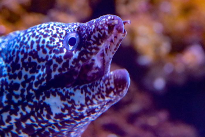Spotted moray eel