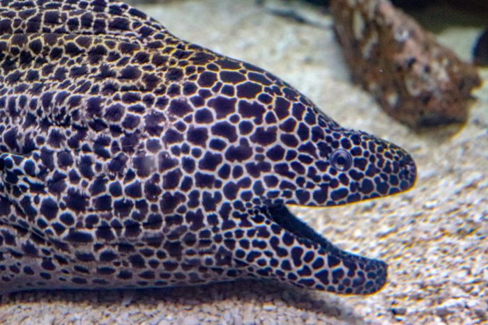 Marley the honeycomb moray eel