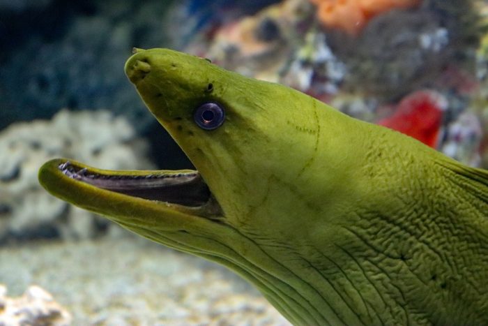 Green moray eel