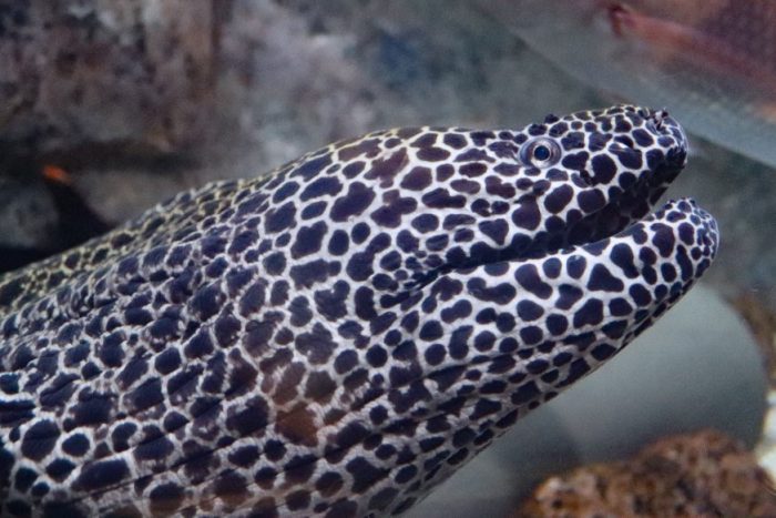 Marley the honeycomb moray eel