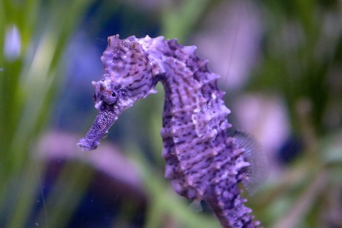 Lined seahorse