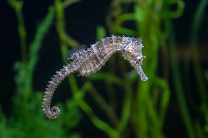 Lined seahorse