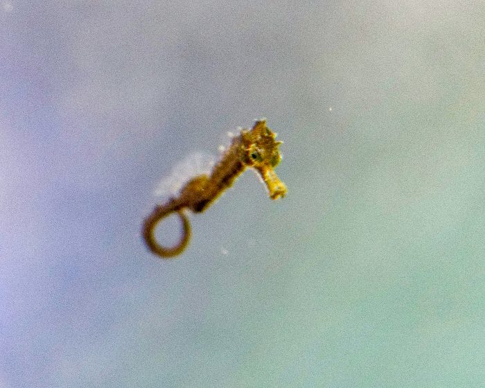 Baby seahorse born at the Aquarium