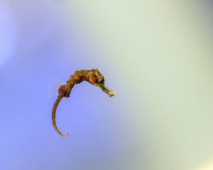 Baby seahorse born at the Aquarium