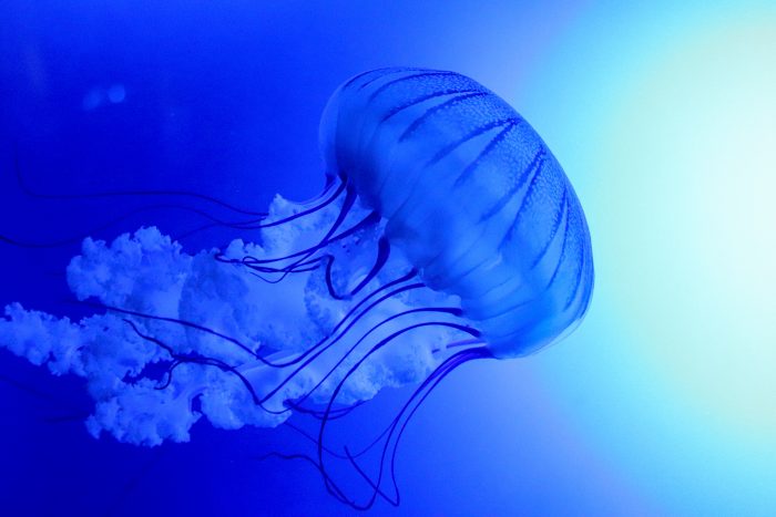 Pacific sea nettle