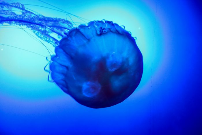 Pacific sea nettle