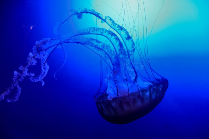 Pacific sea nettle