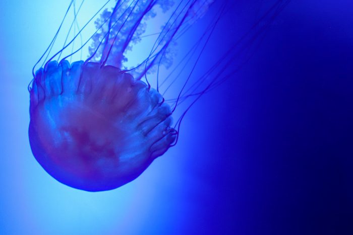 Pacific sea nettle