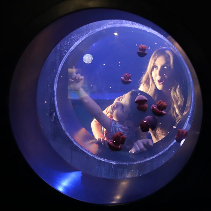 Jelly exhibit in "Tentacles"