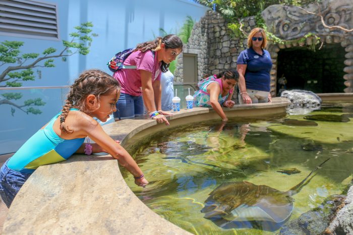 Stingray touch pool in Caribbean jungle