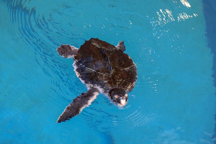 Rescued Kemp's ridley sea turtle "Champ"