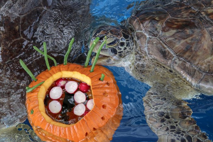 Sea turtles with enrichment treats