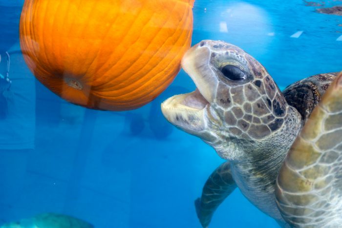 Sea turtles with enrichment treats