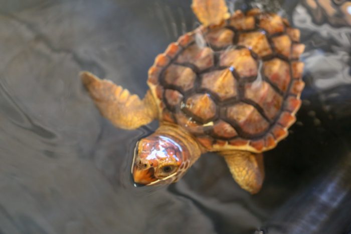 Rescued loggerhead sea turtle at Wildlife Rescue Center