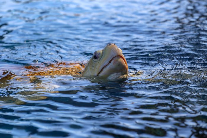 Kemp's ridley sea turtle "Daisy" in Tortuga Cay