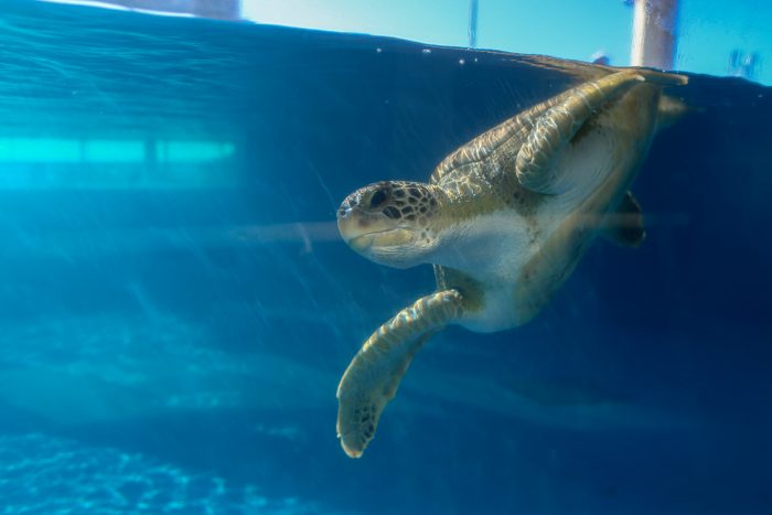 Sea-Turtles-1