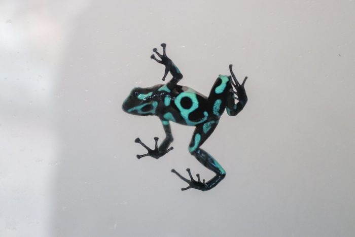 Poison Dart Frog