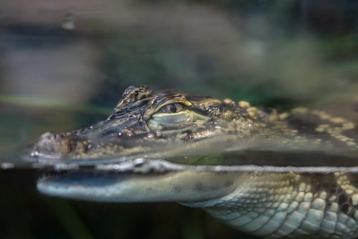 Juvenile American alligator