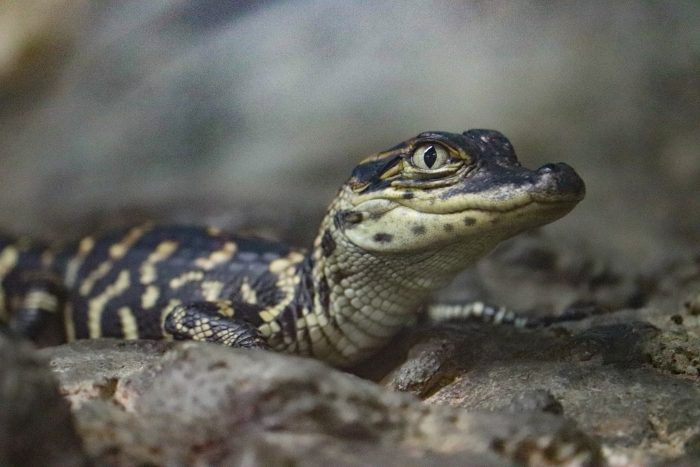 Juvenile American alligator