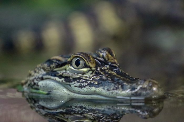 Juvenile American alligator