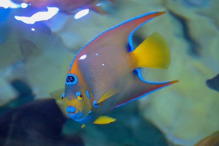 Queen angelfish