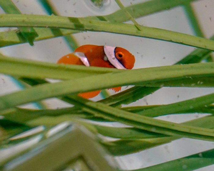 Newly-hatched tomato clownfish