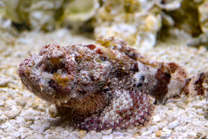 Scorpionfish