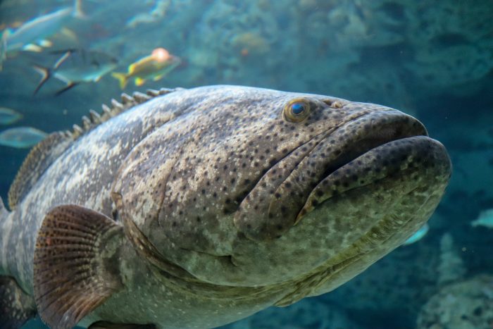 Goliath grouper
