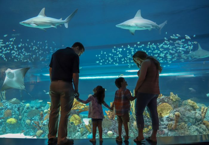 Guests experiencing the H-E-B Caribbean Sea