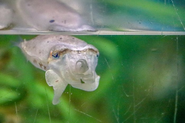 Young cuttlefish in Aquatic nursery