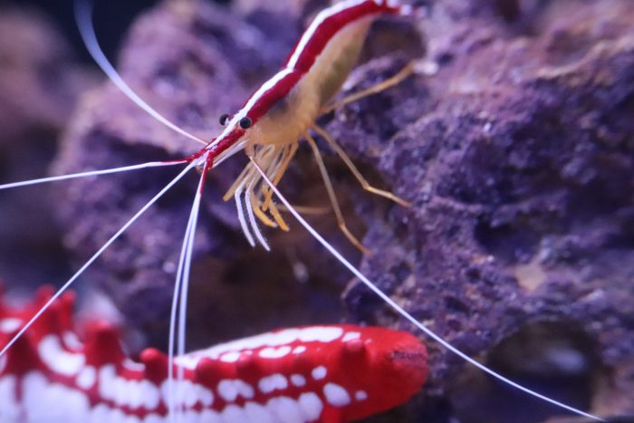 Cleaner shrimp
