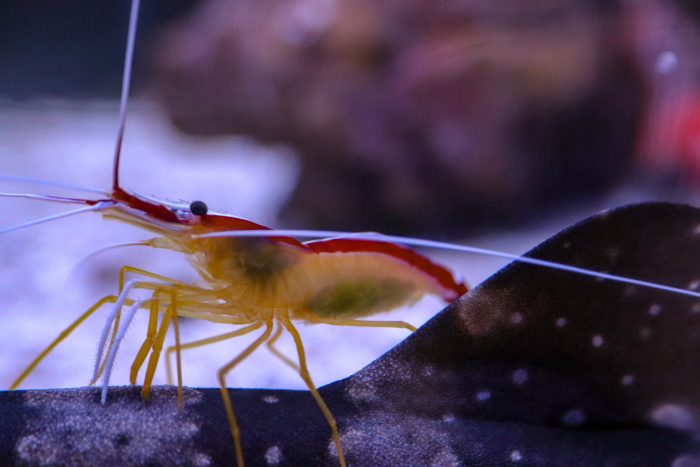 Cleaner shrimp