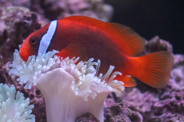 Tomato clownfish