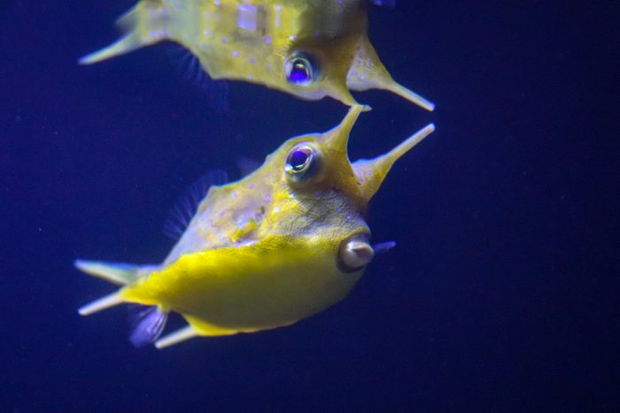 Longhorn cowfish