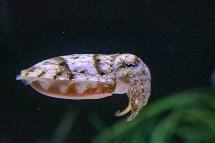 Cuttlefish