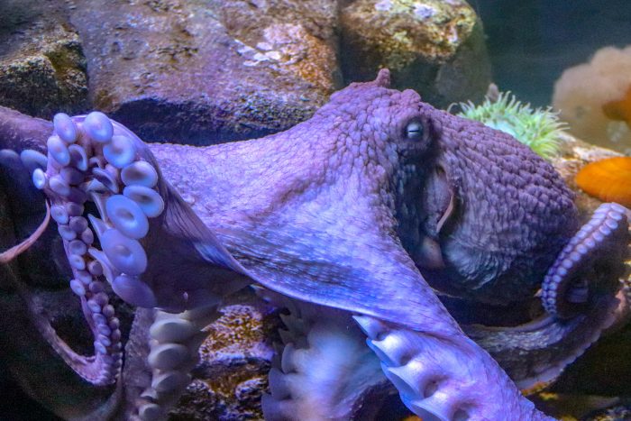 Giant Pacific octopus