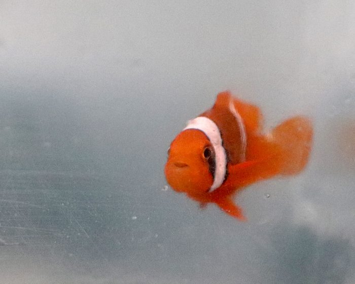 Baby tomato clownfish