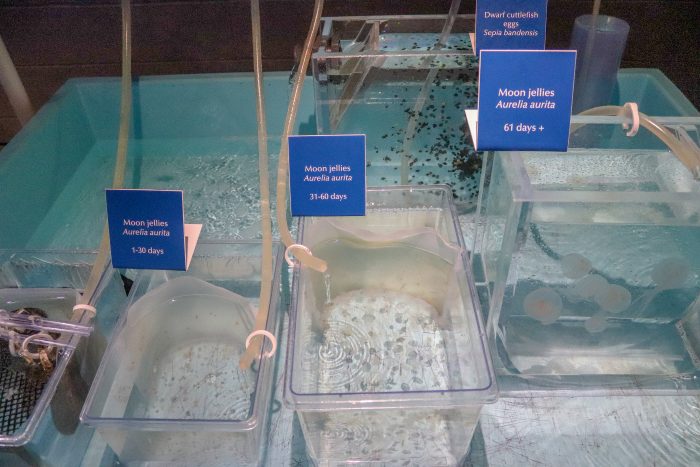 Aquatic Nursery
