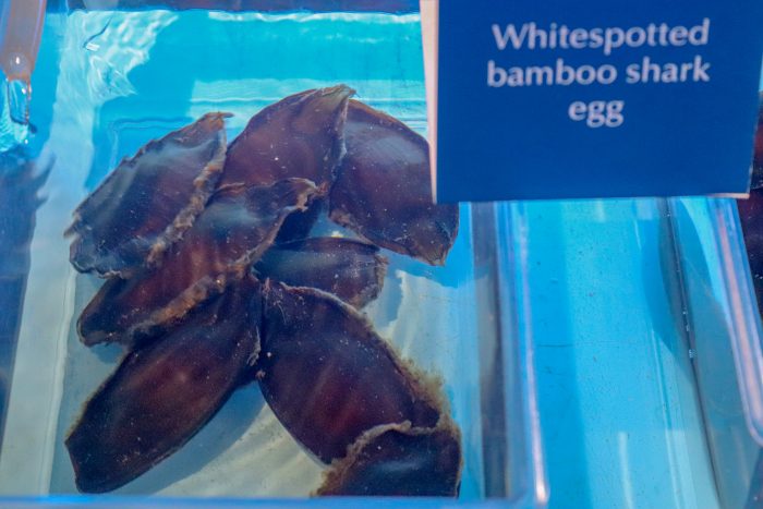 Shark egg casings in Aquatic Nursery