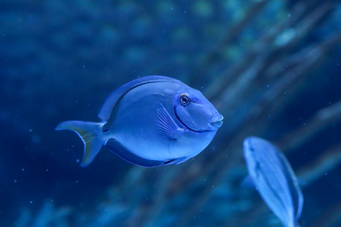 Blue tang in Coral Reef