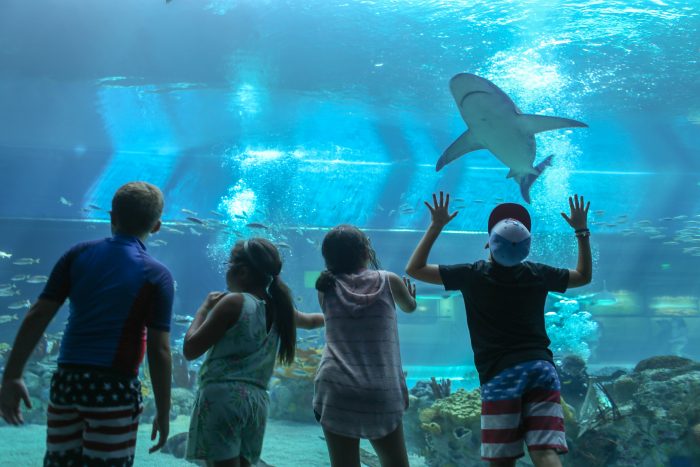 Guest observe sharks in H-E-B Caribbean Sea