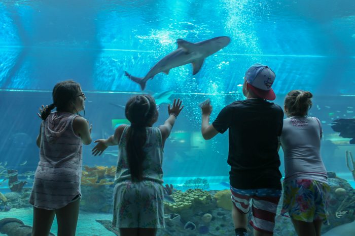 Guest observe sharks in H-E-B Caribbean Sea