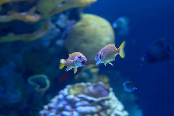 French grunts in Coral Reef