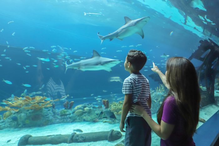 Guest observe sharks in H-E-B Caribbean Sea