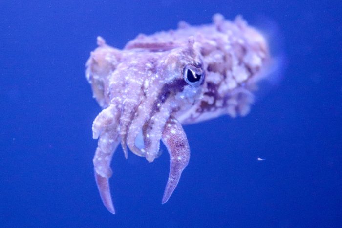 Cuttlefish