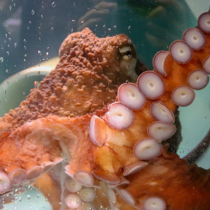 Giant Pacific octopus