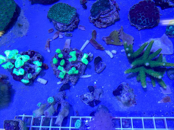Corals in Coral Propagation Nursery